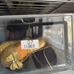 Zapatos dorados mariposa